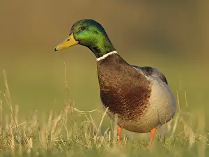 Mallard: Mallard (Anas platyrhynchos) male