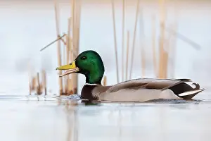 Platyrhynchos: Mallard (Anas platyrhynchos), male, cackling in