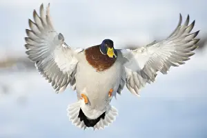Mallard: Mallard (Anas platyrhynchos) male flying