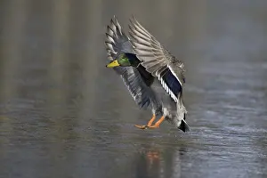 Mallard: Mallard (Anas platyrhynchos) male flying