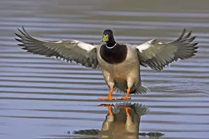 Mallard: Mallard (Anas platyrhynchos) male flying