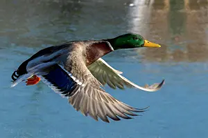 Mallard: Mallard (Anas platyrhynchos), male flying over lake