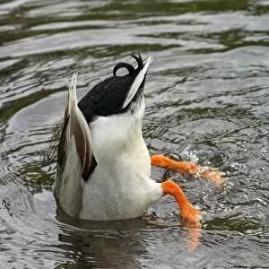Platyrhynchos: Mallard (Anas platyrhynchos), male, head under water