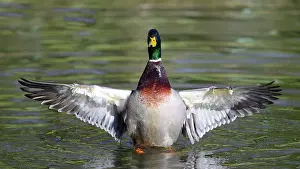 Anatinae: Mallard (Anas platyrhynchos) male stretching, Northern