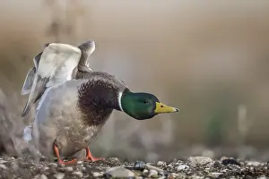 Training: Mallard (Anas platyrhynchos) male stretching