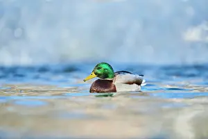 Platyrhynchos: Mallard (Anas platyrhynchos) male swimming on a