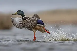 Mallard: Mallard (Anas platyrhynchos) male taking flight