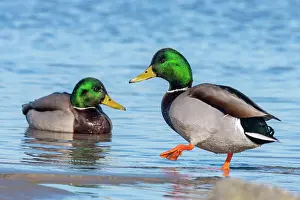 Platyrhynchos: Mallard (Anas platyrhynchos), male, Wohlenberger