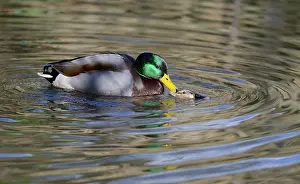 Trace: Mallard (Anas platyrhynchos) mating in water, Northern