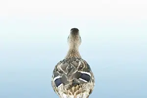 Platyrhynchos: Mallard, Anas platyrhynchos, Stanley Park