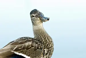 Platyrhynchos: Mallard, Anas platyrhynchos, Stanley Park
