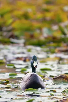 Platyrhynchos: Mallard, Anas platyrhynchos, Stanley Park