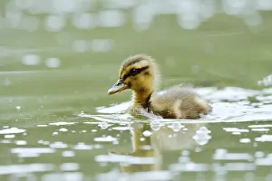 Float: Mallard (Anas platyrhynchos), swimming chick