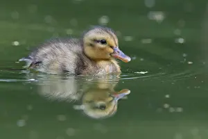 Platyrhynchos: Mallard (Anas platyrhynchos), young, Emsland, Lower