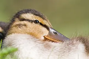 Platyrhynchos: Mallard (Anas platyrhynchos), young bird, animal