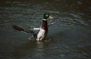 Washing: MALLARD - bathing
