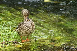 Allariz: Mallard cleaning feathers Arnoia River, Allariz