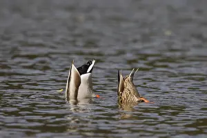 191217: Mallard - couple dabbling - Germany