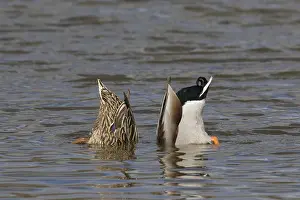 191217: Mallard - couple dabbling - Germany