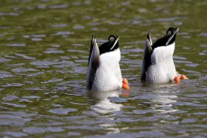 Upended: Mallard - two dabbling