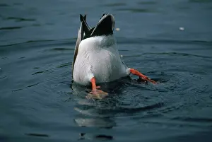 Tipping: Mallard Dabbling