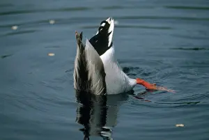 Tipping: Mallard Dabbling