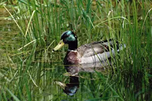Dabbling: Mallard Drake