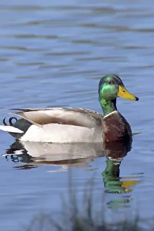 Chequamegon: Mallard Drake