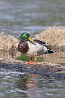 Chequamegon: Mallard Drake