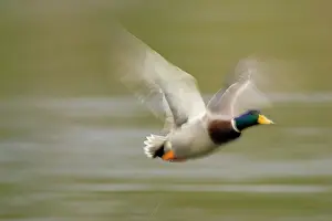 Rick: A Mallard drake (Anas plathyrhynchos) in