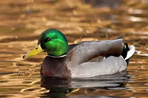 Mallard: A Mallard drake (Anas plathyrhynchos)