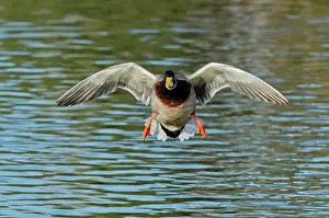 Approaches: Mallard Drake approaching
