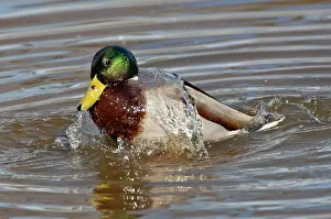 Splashes: Mallard drake bathing