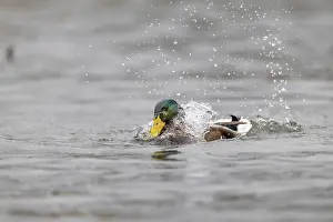 Splash: Mallard - Drake - Bathing- UK