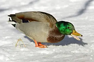 Strewn: Mallard - Drake feeding on grain strewn by park