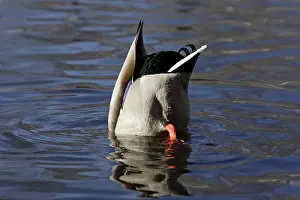 Upended: Mallard - Drake feeding underwater with tail in air