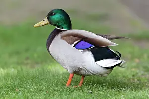 Speculum: Mallard - drake finishing preening showing wing speculum