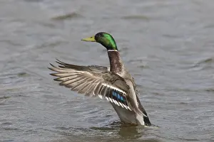 191217: Mallard - drake flapping its wings - Germany