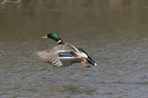 191217: Mallard - drake in flight - Germany