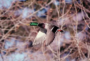 Mallards: Mallard drake flying, Montana