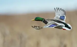 Mallard: Mallard drake flying past, autumn wetlands in Colorado