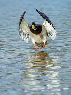 150321: Mallard - drake in landing flight, Hessen, Germany