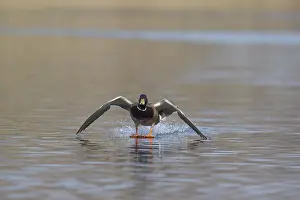 191217: Mallard - drake landing on water - Germany