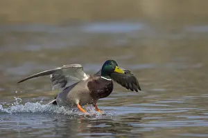 191217: Mallard - drake landing on water - Germany