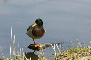 Orleans: Mallard drake in Louisiana
