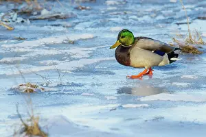 Mallard: Mallard drake navigating frozen wetland