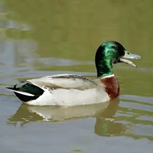 Quacking: Mallard - Drake, quacking