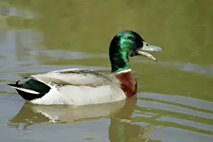 Quacking: Mallard - Drake, quacking