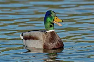 Calls: Mallard Drake Quacking