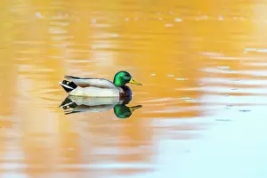 Mallard: Mallard - Drake - Reflection - UK